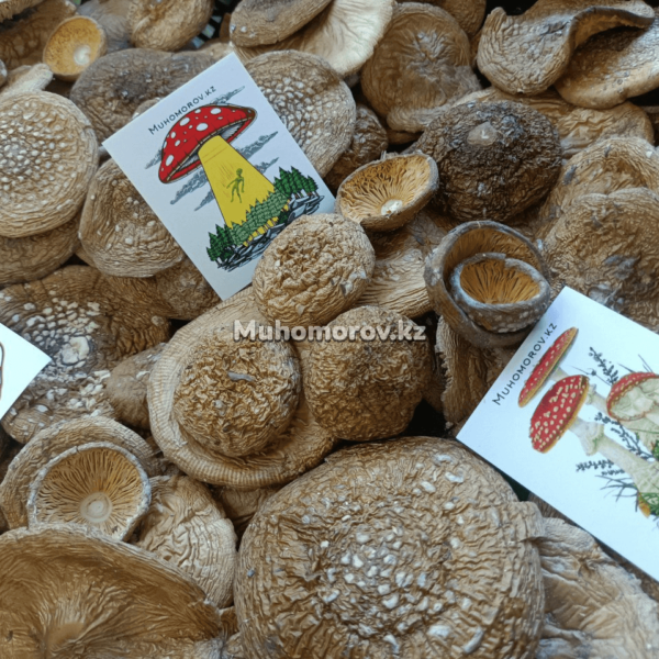 Мухомор Пантерный Шляпки (Алтай)