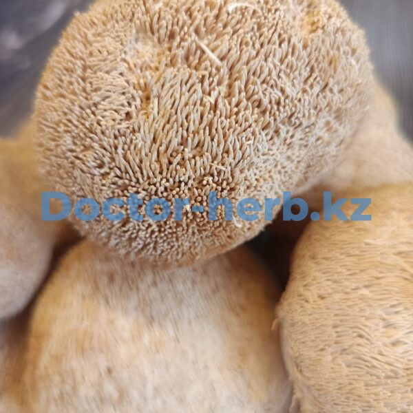 Ежовик Гребенчатый