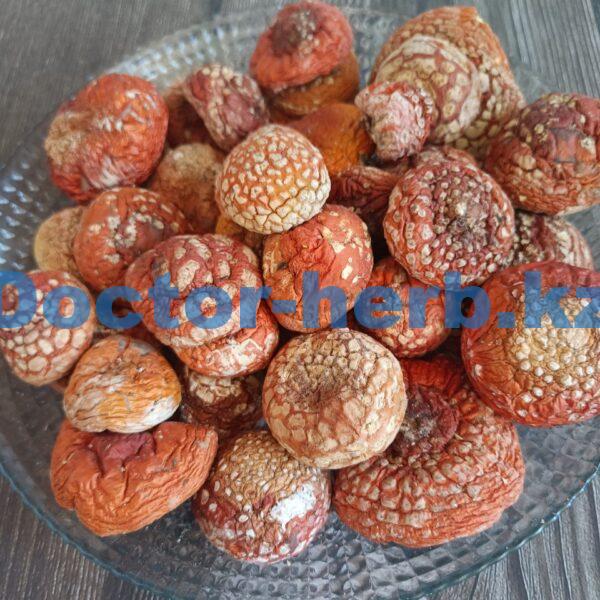 Мухомор Красный Шляпки (Алтай)