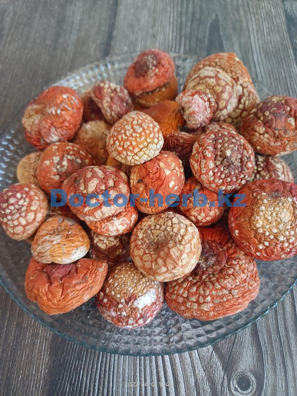 Сушенные шляпки Алтайского мухомора высшего качества Сушенные шляпки Алтайского мухомора высшего качества