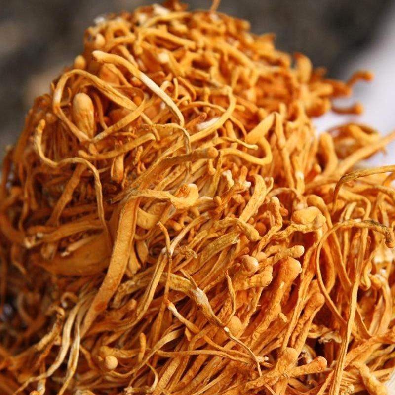 Кордицепс Милитарис Кордицепс Милитарис