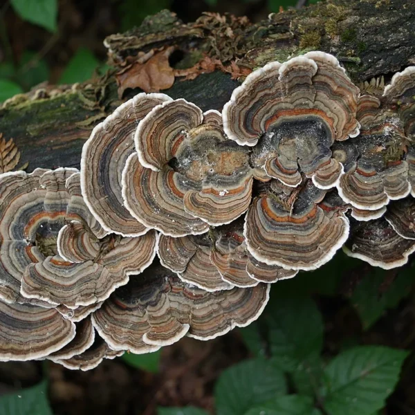 Траметес разноцветный